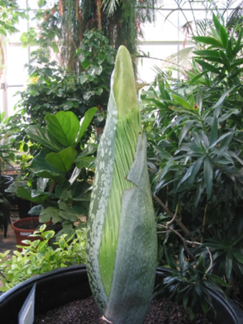 Titan Arum Woody flower revealed