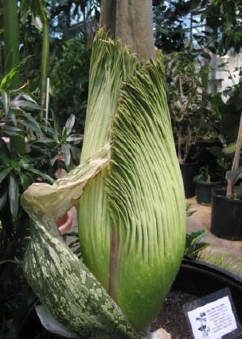 Titan Arum Woody falling cataphyll