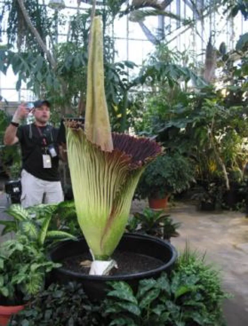 Titan Arum Woody opening