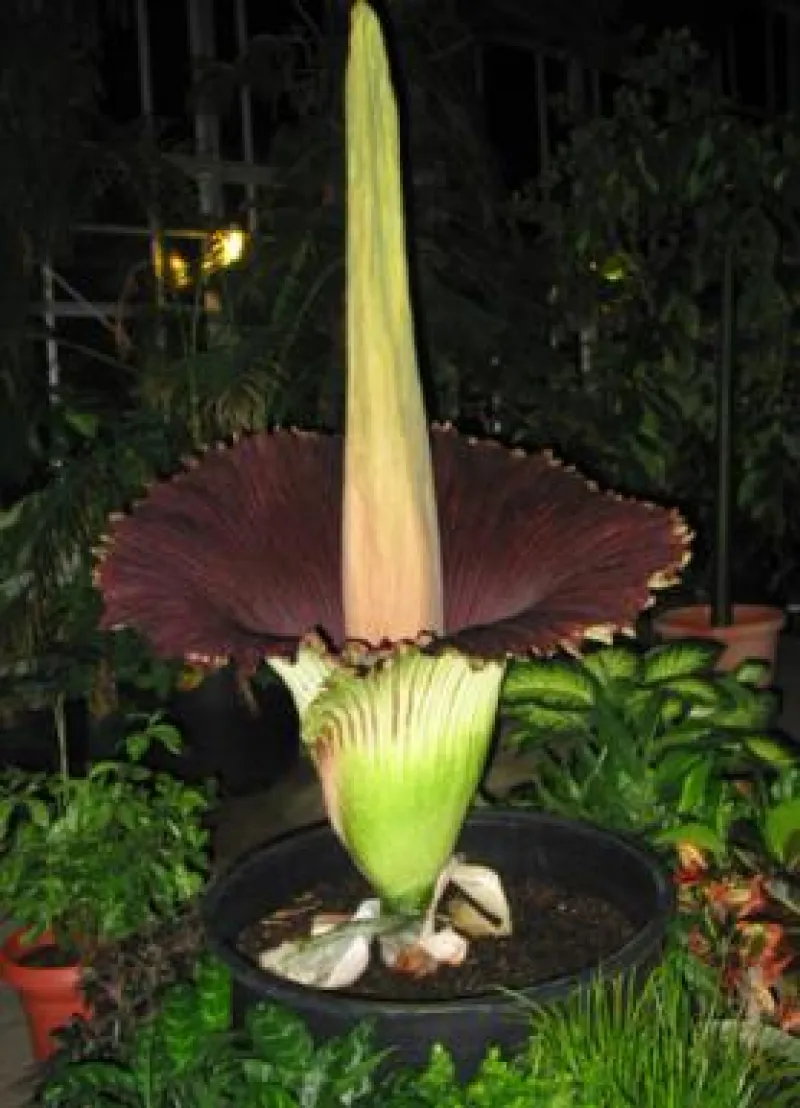 Titan Arum Woody open