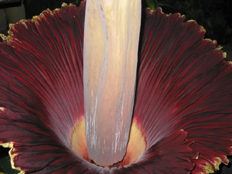 OSU Titan Arum "Jesse" May, 25, 2012 in bloom