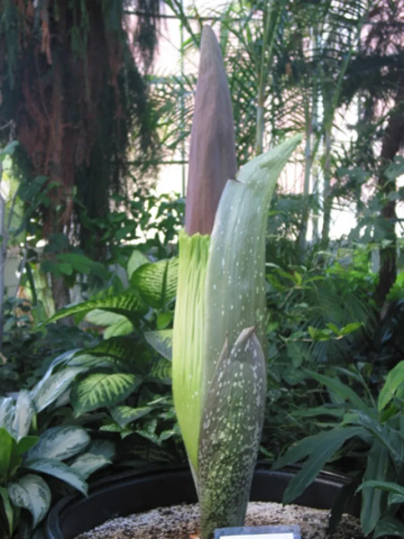 OSU Titan Arum "Jesse" May 17, 2012