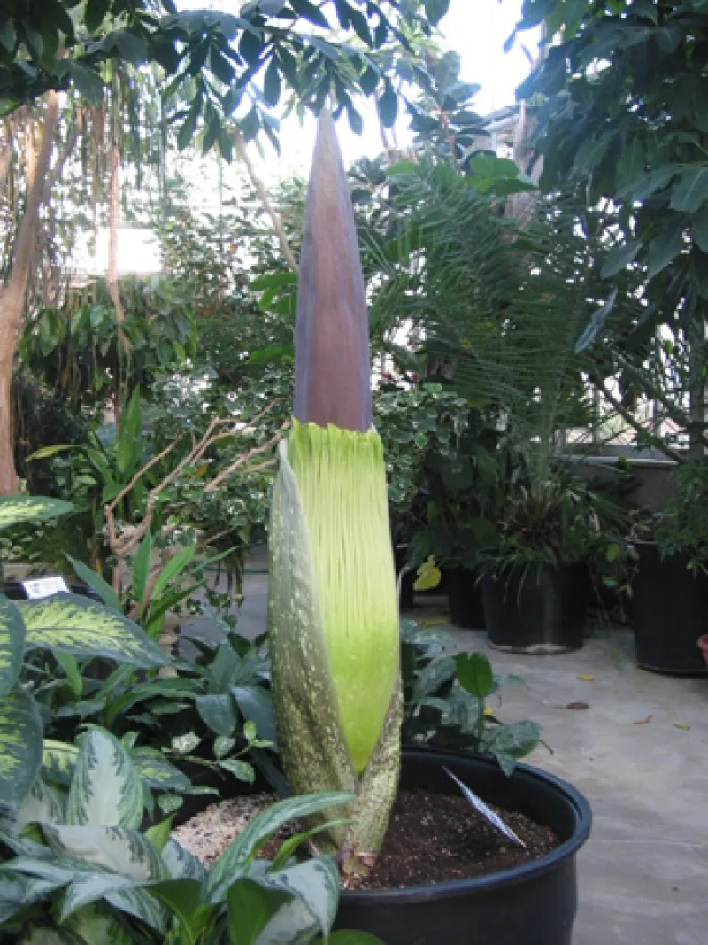 OSU Titan Arum "Jesse" May 18, 2012