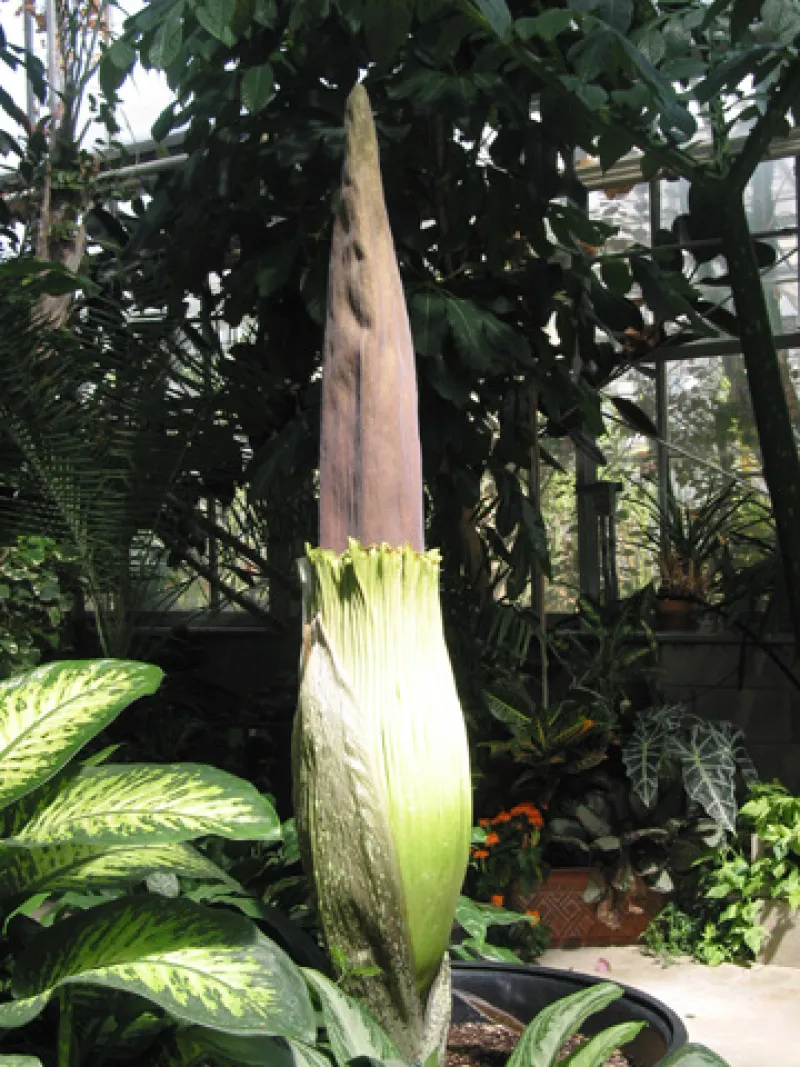 OSU Titan Arum "Jesse" May 20, 2012