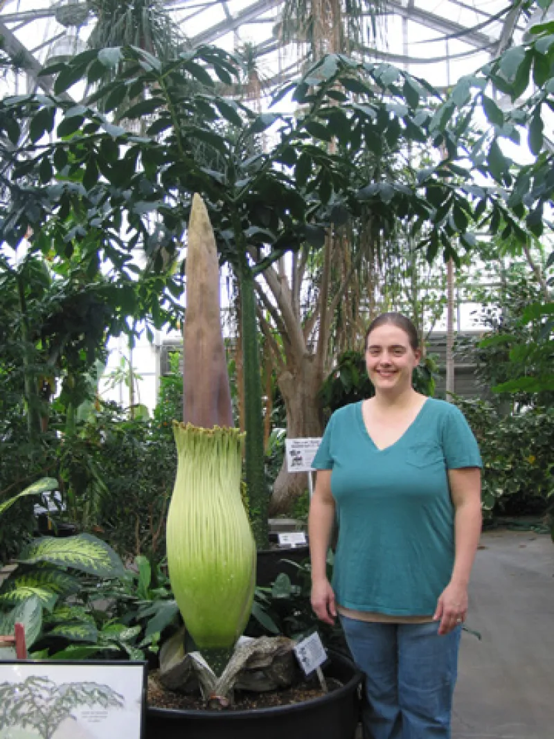 OSU Titan Arum "Jesse" May 22, 2012