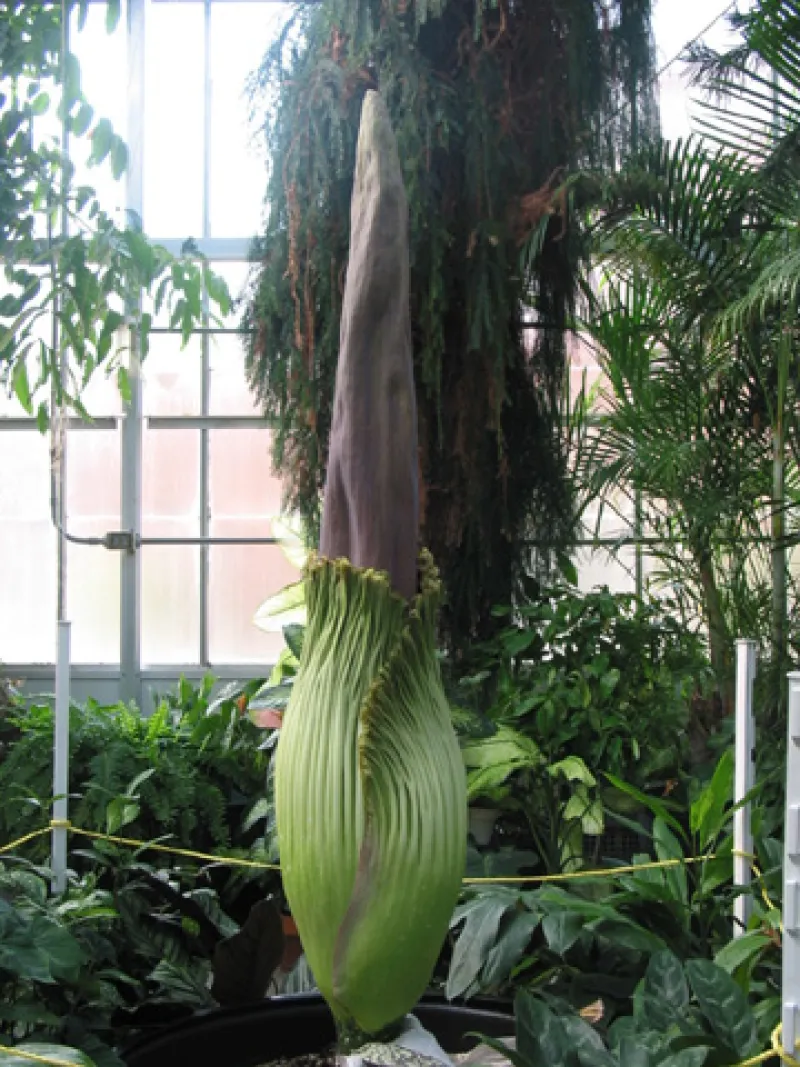 OSU Titan Arum "Jesse" May 23, 2012