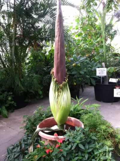 OSU Titan Arum on August 22, 2013